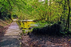 Bolton Abbey - Sunlight Through Leaves