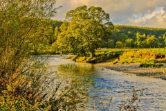Bolton Abbey - Tree Near Barden Tower.