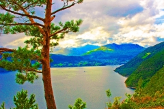 Tree in Norway