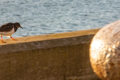 Seawall Walker