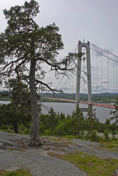 Hogakustenbron-and-Tree