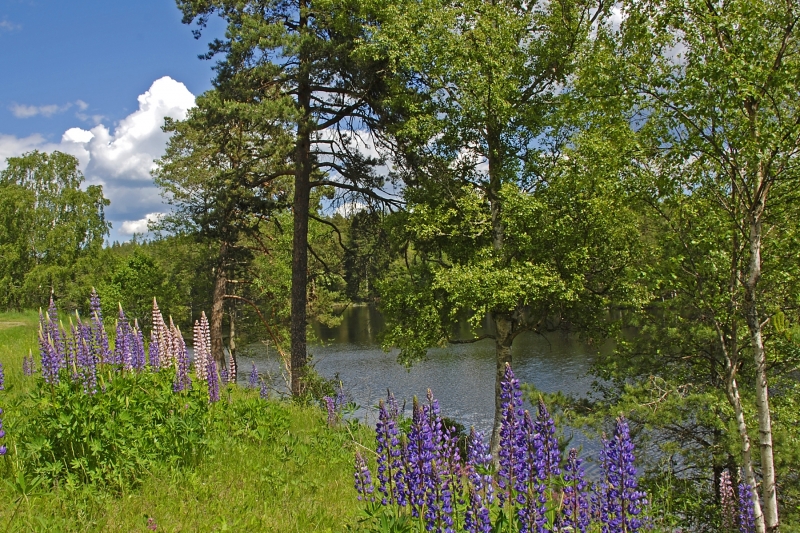 Katrineholm-Lake-and-Wild-Fowers