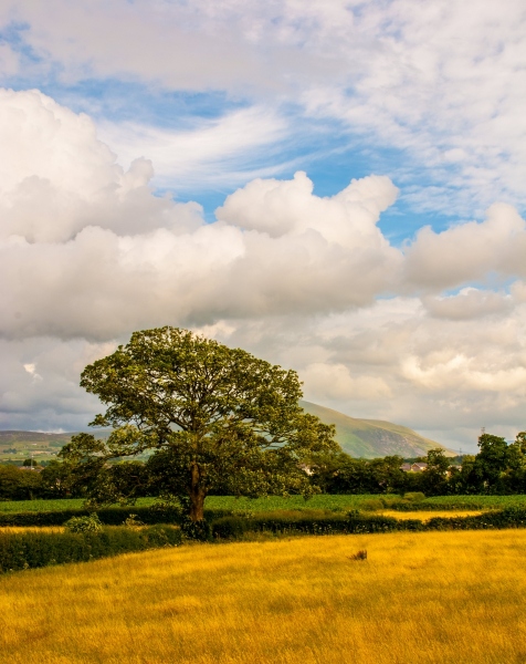 Welsh Tree