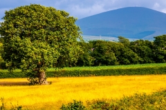Tree In The Sunshine