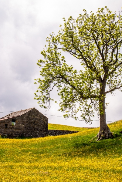 Barn and Tree