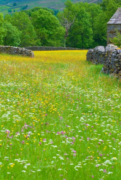 Swaledale Buttercup Meadow