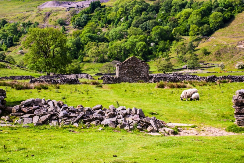 Grazing Sheep
