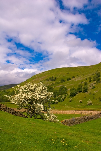 Swaledale Hawthorne Bush