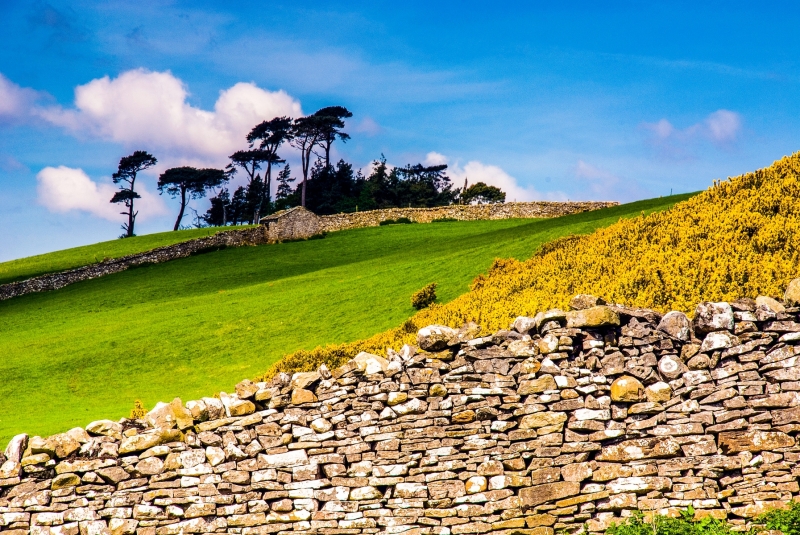 Wensleydale Trees