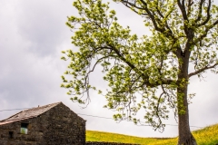 Barn and Tree