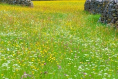 Swaledale Buttercup Meadow
