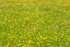 Swaledale Field Barn