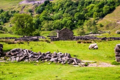 Grazing Sheep