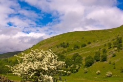 Swaledale Hawthorne Bush