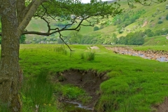 Swaledale Shady Brook