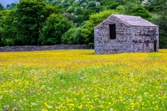 Swaledale Barn In a Wildflower Meadow