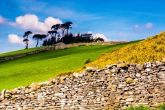 Wensleydale Trees